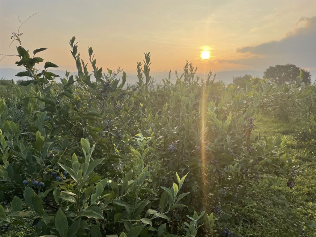 ブルベリー農園の画像